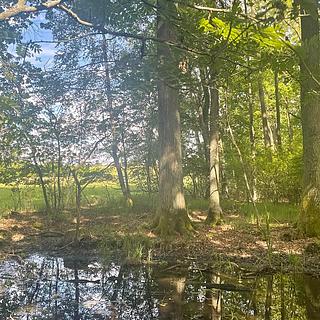 Prodej lesa 389 696 m² Chlum u Třeboně Žíteč