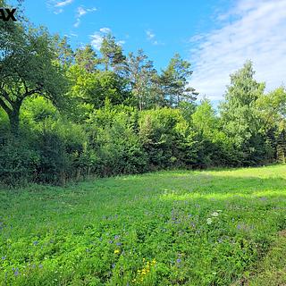 Prodej louky 3 885 m² Sýkořice