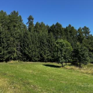 Prodej lesa 17 502 m² Nezdice na Šumavě