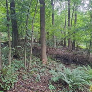 Prodej lesa 20 371 m² Dalečín Hluboké