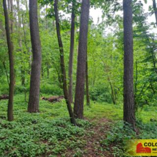 Prodej lesa 6 165 m² Rozstání