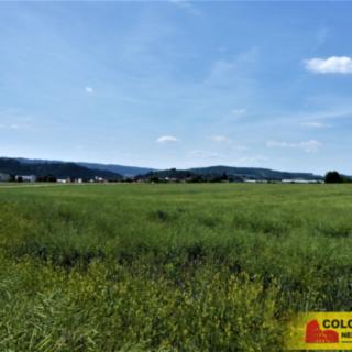 Prodej zemědělské půdy 7225 m² Letovice