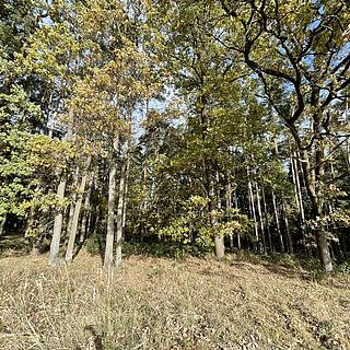 Prodej lesa 23659 m&sup2; Lipí