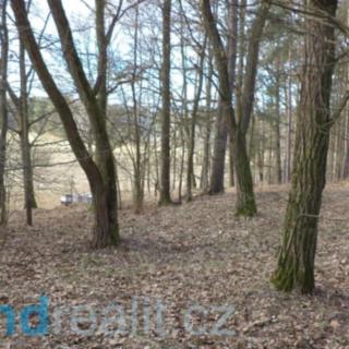 Prodej lesa 3 113 m² Pístina