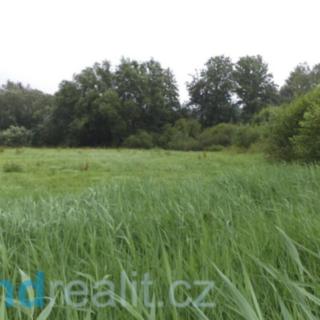 Prodej ostatního pozemku 996 m² Golčův Jeníkov Kobylí Hlava
