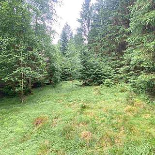 Prodej zemědělské půdy 10 460 m² Krásná