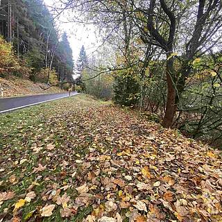 Prodej ostatního pozemku 1 223 m² Hartmanice