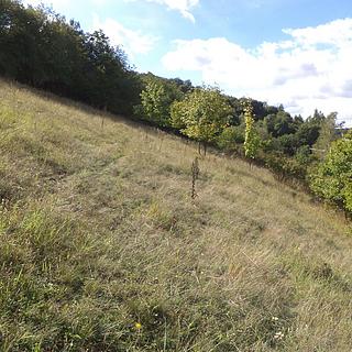 Prodej zemědělské půdy 1711 m&sup2; Řehlovice