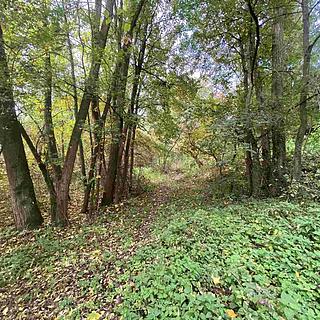 Prodej ostatního pozemku 1 003 m² Svijany