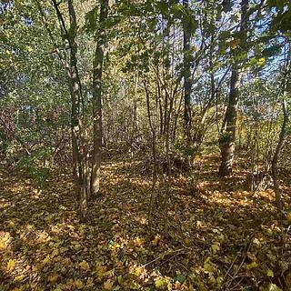 Prodej stavební parcely 1043 m² Zdislava