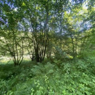 Prodej ostatního pozemku 3 924 m² Hartmanice Štěpanice