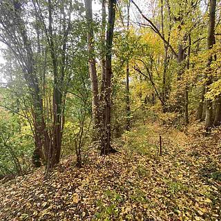 Prodej ostatních pozemků 4905 m² Svijany