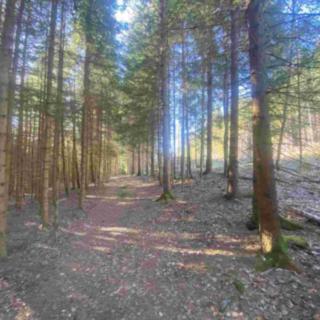 Prodej ostatního pozemku 1 644 m² Železná Ruda Špičák