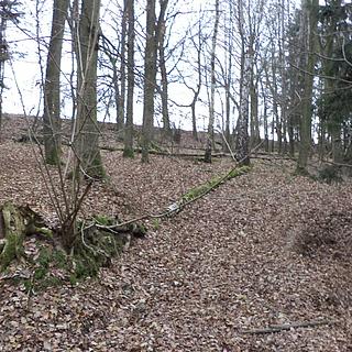 Prodej lesa 28299 m&sup2; Křečovice
