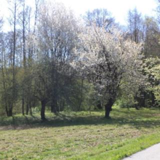 Prodej stavební parcely 2542 m² Kamenná