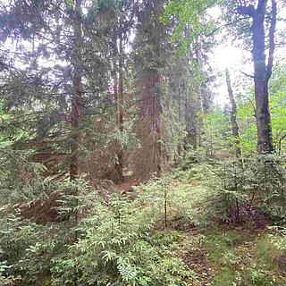 Prodej ostatního pozemku 1 440 m² Krásná