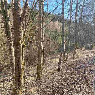 Prodej ostatního pozemku 10 377 m² Čachrov Javorná