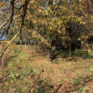Prodej stavební parcely 571 m² Kokory