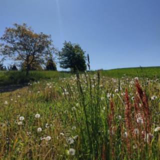 Prodej stavební parcely 2 894 m² Kořenec