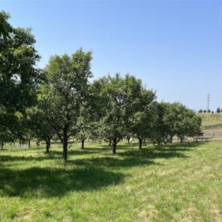 Prodej stavební parcely 1269 m² Soběsuky