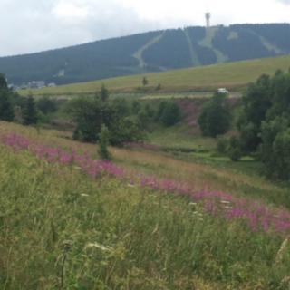 Prodej komerčního pozemku 15 157 m² Loučná pod Klínovcem Háj