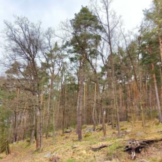 Prodej lesa 24 035 m² Kosova Hora Přibýška