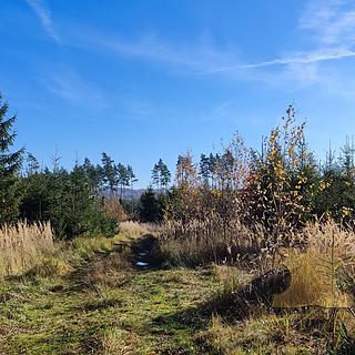 Prodej lesa 5 521 m² Mladá Vožice Stará Vožice