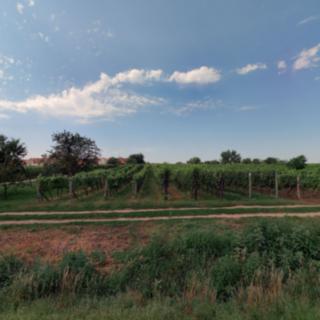 Prodej ostatního pozemku 1 366 m² Vacenovice