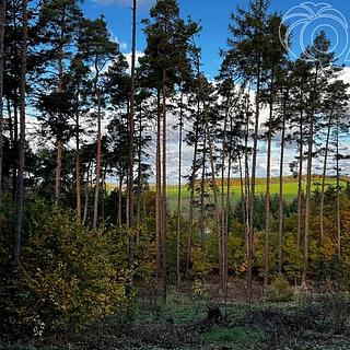 Prodej lesa 8 586 m² Štěchovice