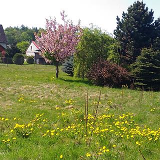 Prodej zahrady 1 350 m² Mikulovice, Sokolská