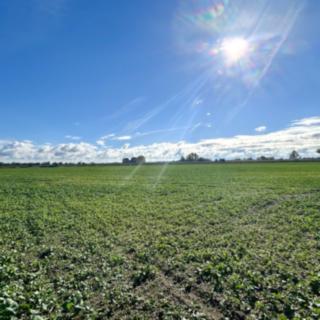 Prodej stavební parcely 14 166 m² Dašice, 28. října