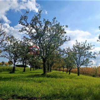 Prodej zahrady 1 919 m² Vnorovy Lidéřovice