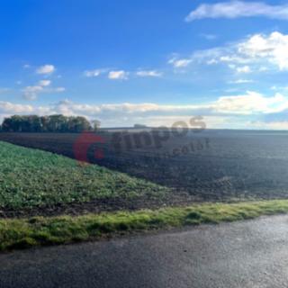 Prodej lesa 6499 m² Přezletice