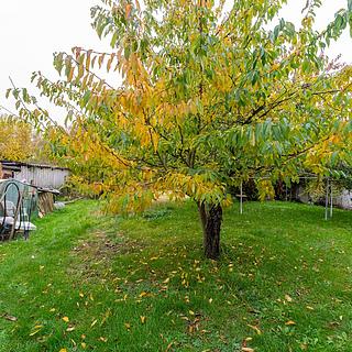 Prodej stavební parcely 1 290 m² Velká Kraš