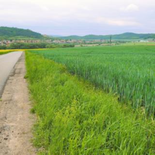Prodej ostatní nemovitosti 23 999 m² Sentice