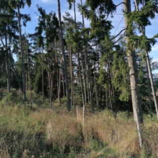 Prodej lesa 7836 m² Zvěstov