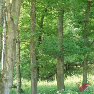 Prodej lesa 11767 m² Chorušice