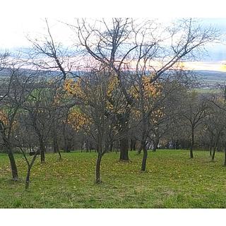 Prodej zahrady 3 492 m² Přílepy