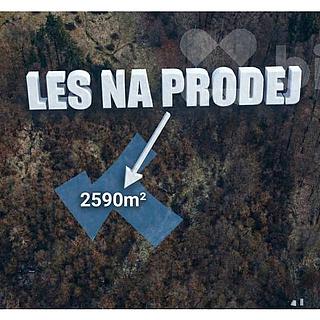 Prodej lesa 2590 m&sup2; Tanvald