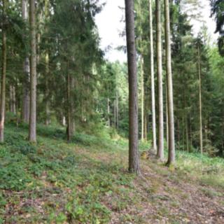 Prodej lesa 13 067 m² Strážkovice Řevňovice
