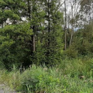 Prodej louky 2 427 m² Loučná nad Desnou Rejhotice