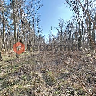 Prodej lesa 5 323 m² Dubňany