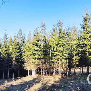 Prodej lesa 3 762 m² Lhota u Vsetína