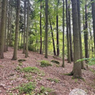 Prodej lesa 7759 m² Jevany