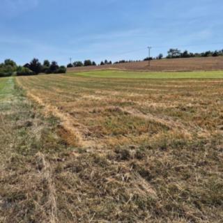 Prodej zemědělské půdy 4 261 m² Židovice