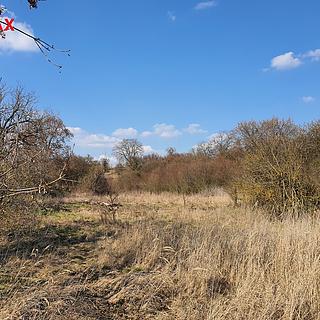 Prodej zahrady 9203 m&sup2; Němčany