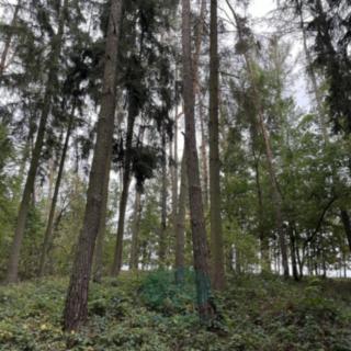 Prodej lesa 9 048 m² Chrášťany
