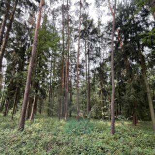 Prodej lesa 9 048 m² Chrášťany