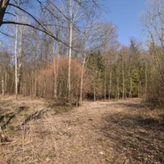 Prodej lesa 12 392 m² Lipová-lázně