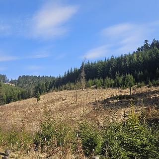 Prodej lesa 58 310 m² Jasenná